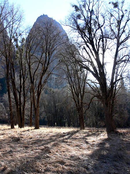 Sentinel Rock and winter trees