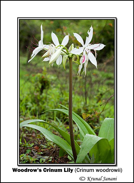 Woodrows Crinum Lily Crinum woodrowii 9711.jpg