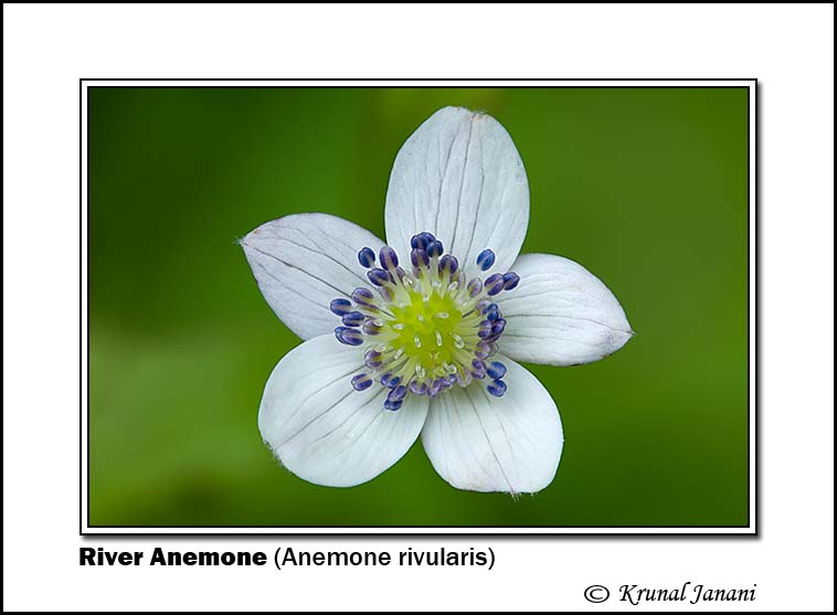 River Anemone Anemone rivularis 10098 - 10110.jpg