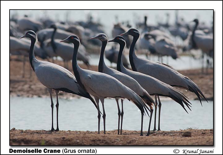 Demoiselle Crane Grus ornata 11551.jpg