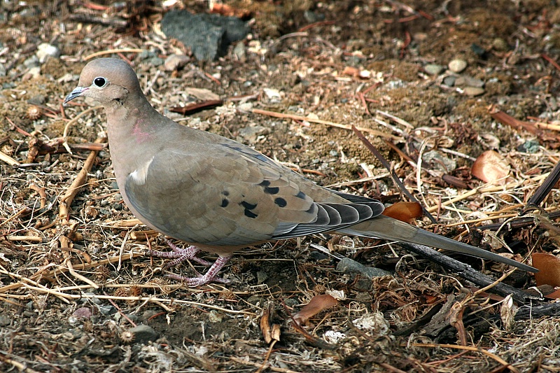 Mourning Dove