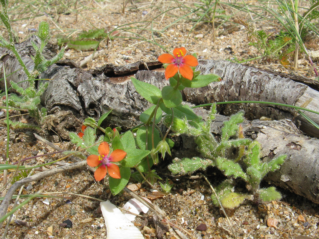 Scarlet Pimpernel