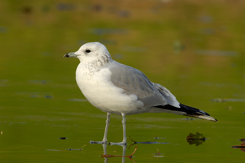 Common Gull