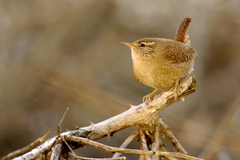 Wren