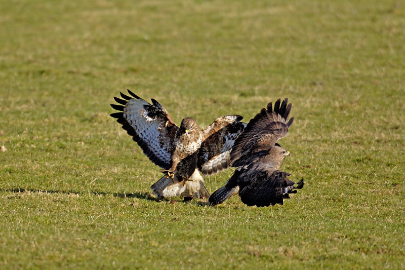 Buzzards