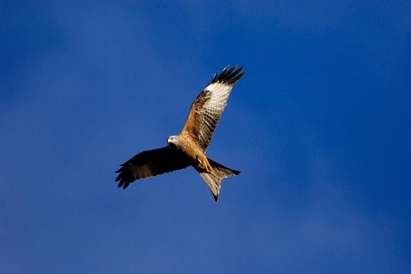 Red Kite