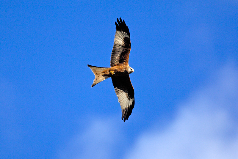 Red Kite