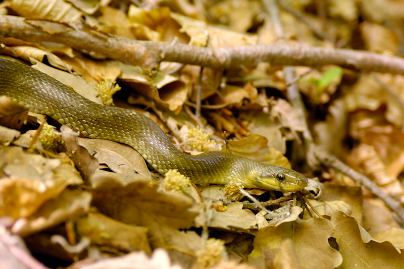 Aesculapian Snake