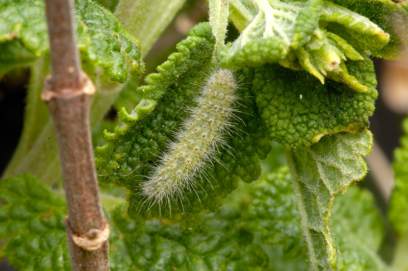 Plume Moth larva