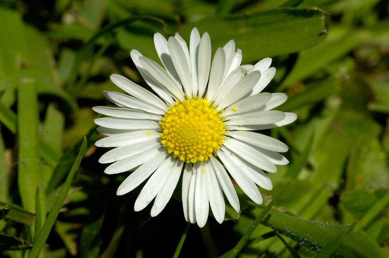 Daisy