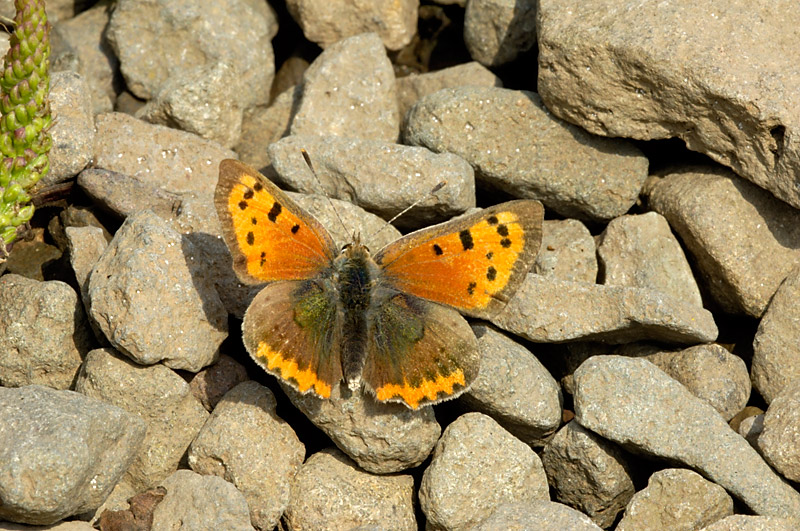 Small Copper