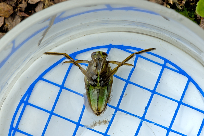 Greater Water Boatman