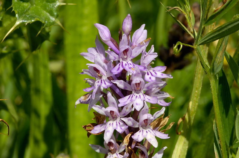 Common Spotted Orchid