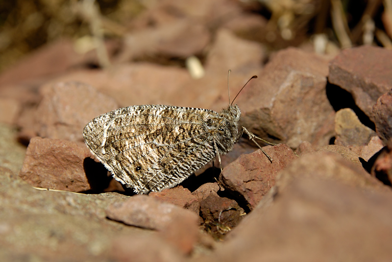 Grayling