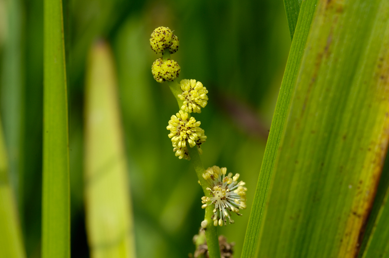 Branched Bur-weed