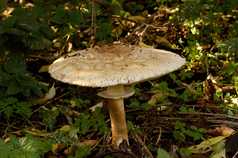 Shaggy Parasol