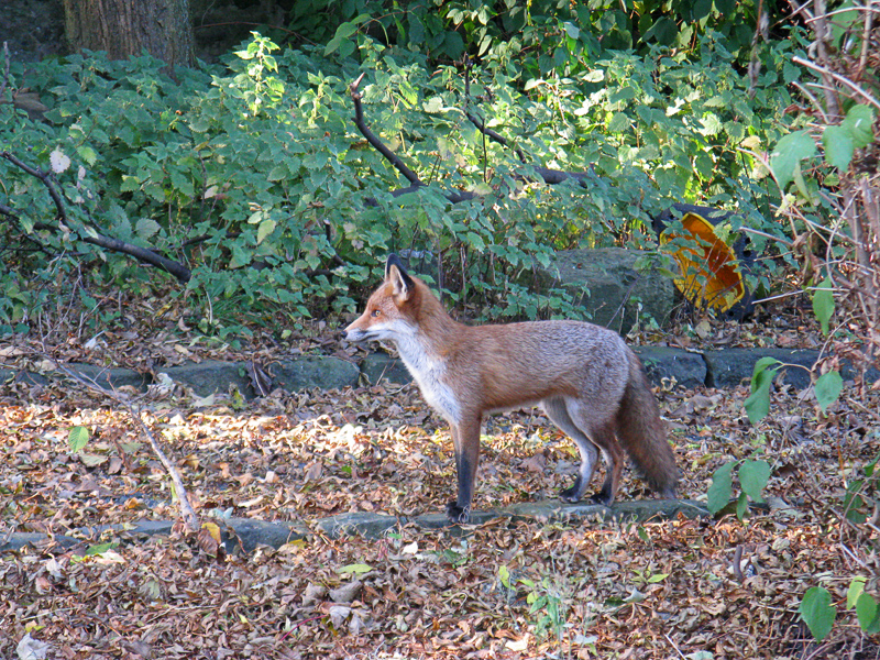 Fox