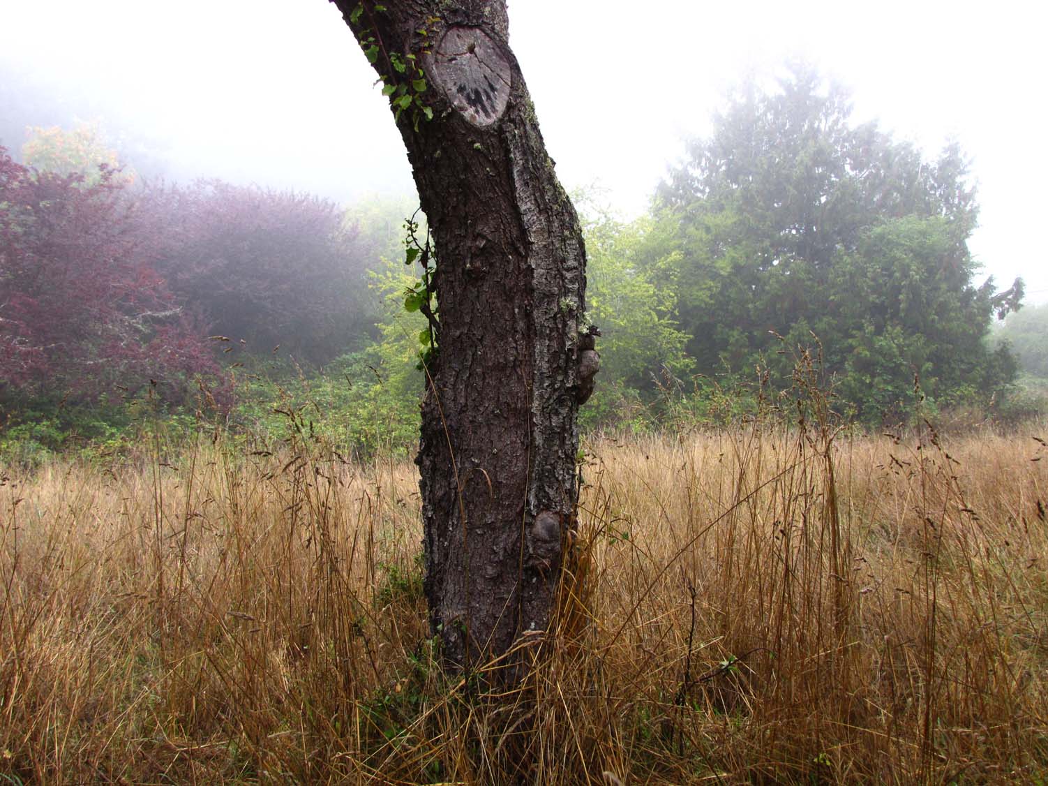 The old tree still bears fruit.