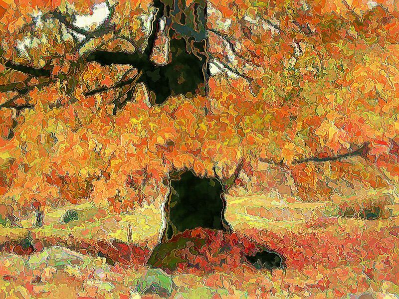 Nanas Maple in the Fall