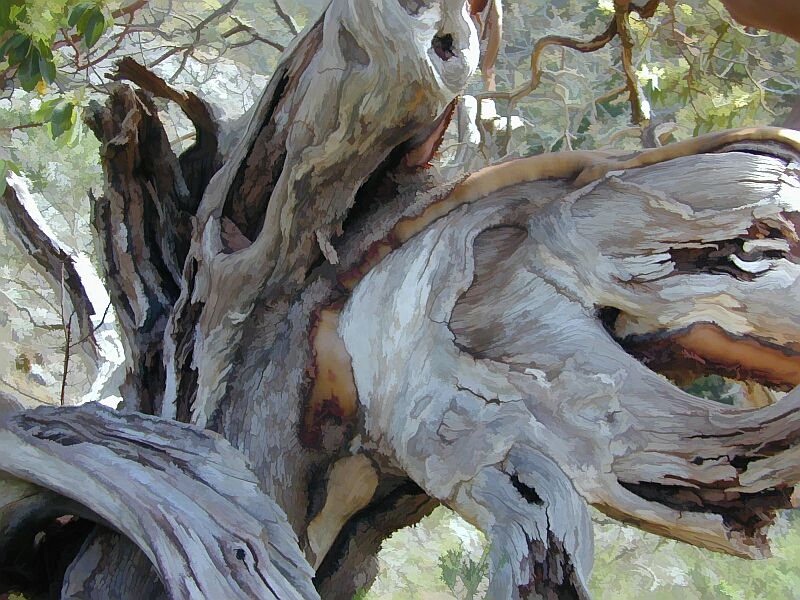 Old Stump Up Close
