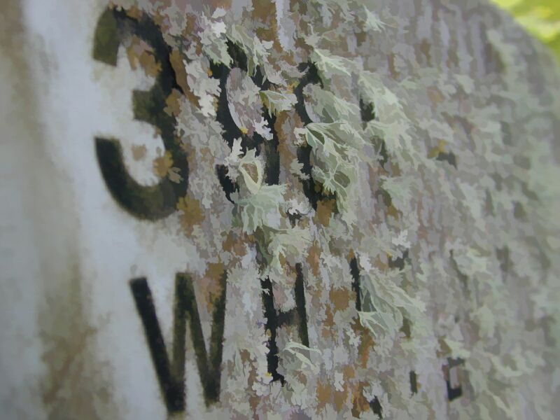 Moss on the Mail Box