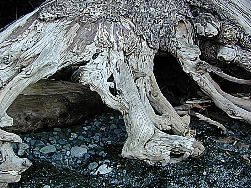 beach root