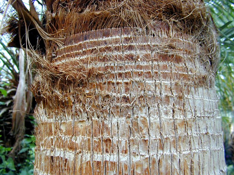 palm trunk