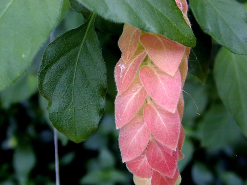 shrimp plant