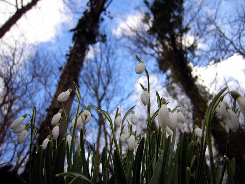 Snowdrops