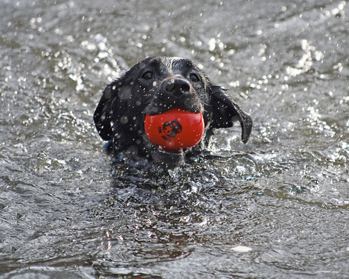 swimming
