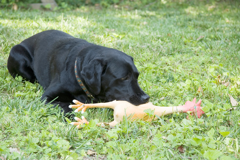 Thistle and rubber chicken.