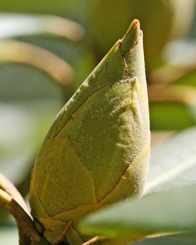 Rhododendron