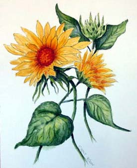 o4/89/678989/1/62933967.EuRhS8Ie.Sunflower1a.jpg