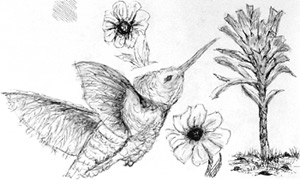 Hummingbird 01
