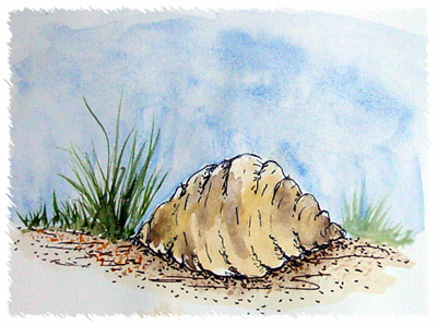 Shell