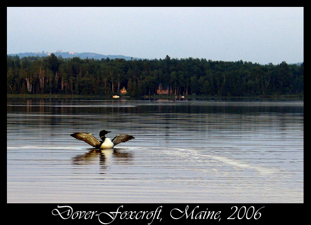 Loon Stretching on the Mill Pond