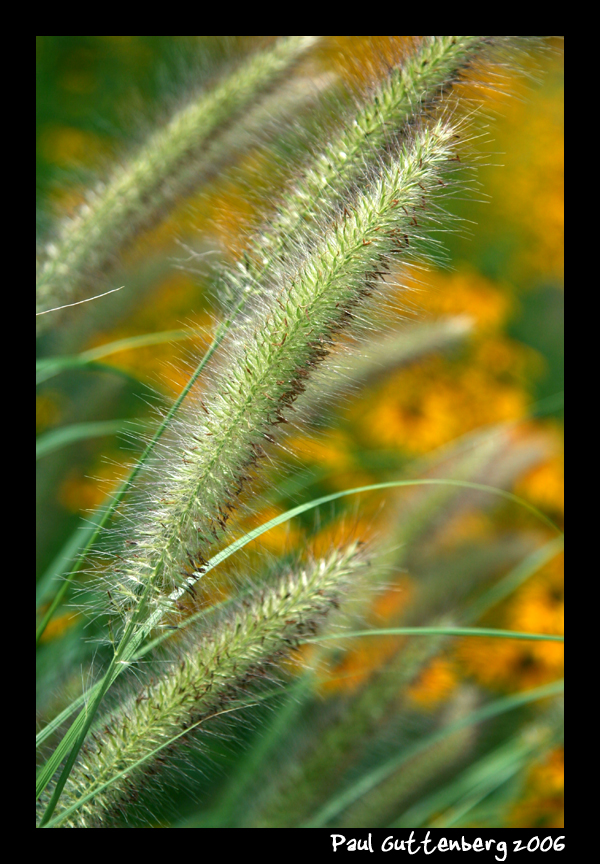 Cat Tail