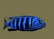 sized_avator.JPG