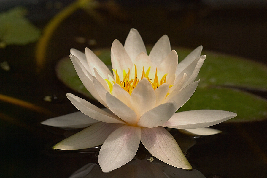 Nymphaea marliacea Albida