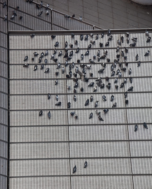 Pidgeons on a roof