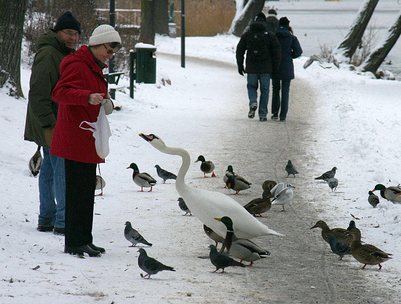 Begging Swan