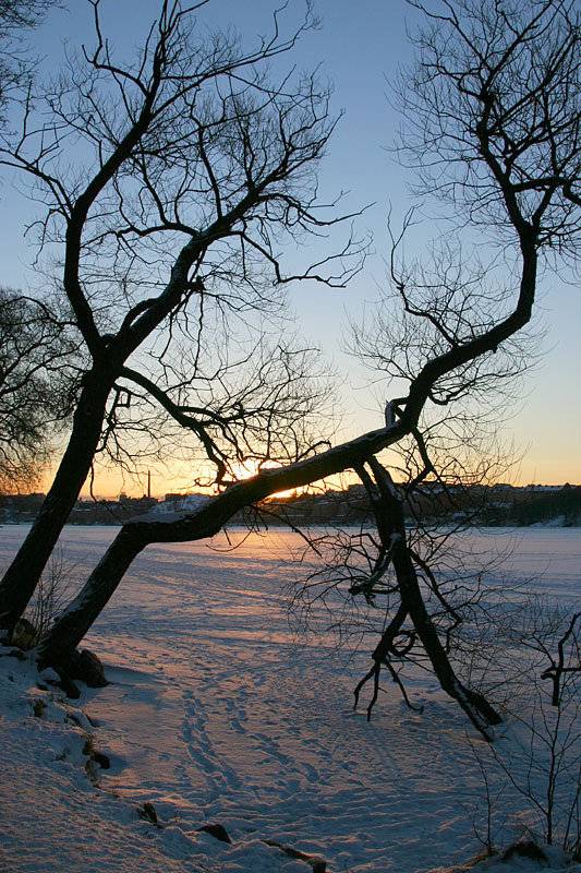 January 29: Willow in sunrise