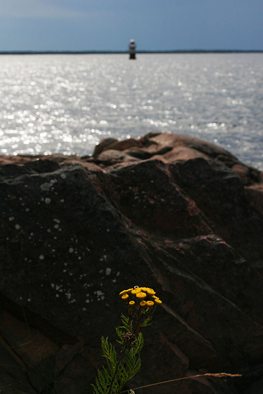 July 17: Tansy (Tanacetum vulgare) by the sea
