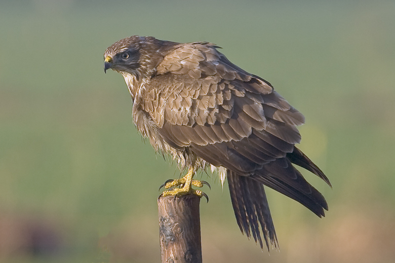 Buteo buteo - Buizerd - Buzzard