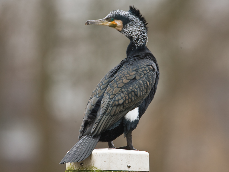 Phalacrocorax carbo - Aalschover - Cormorant