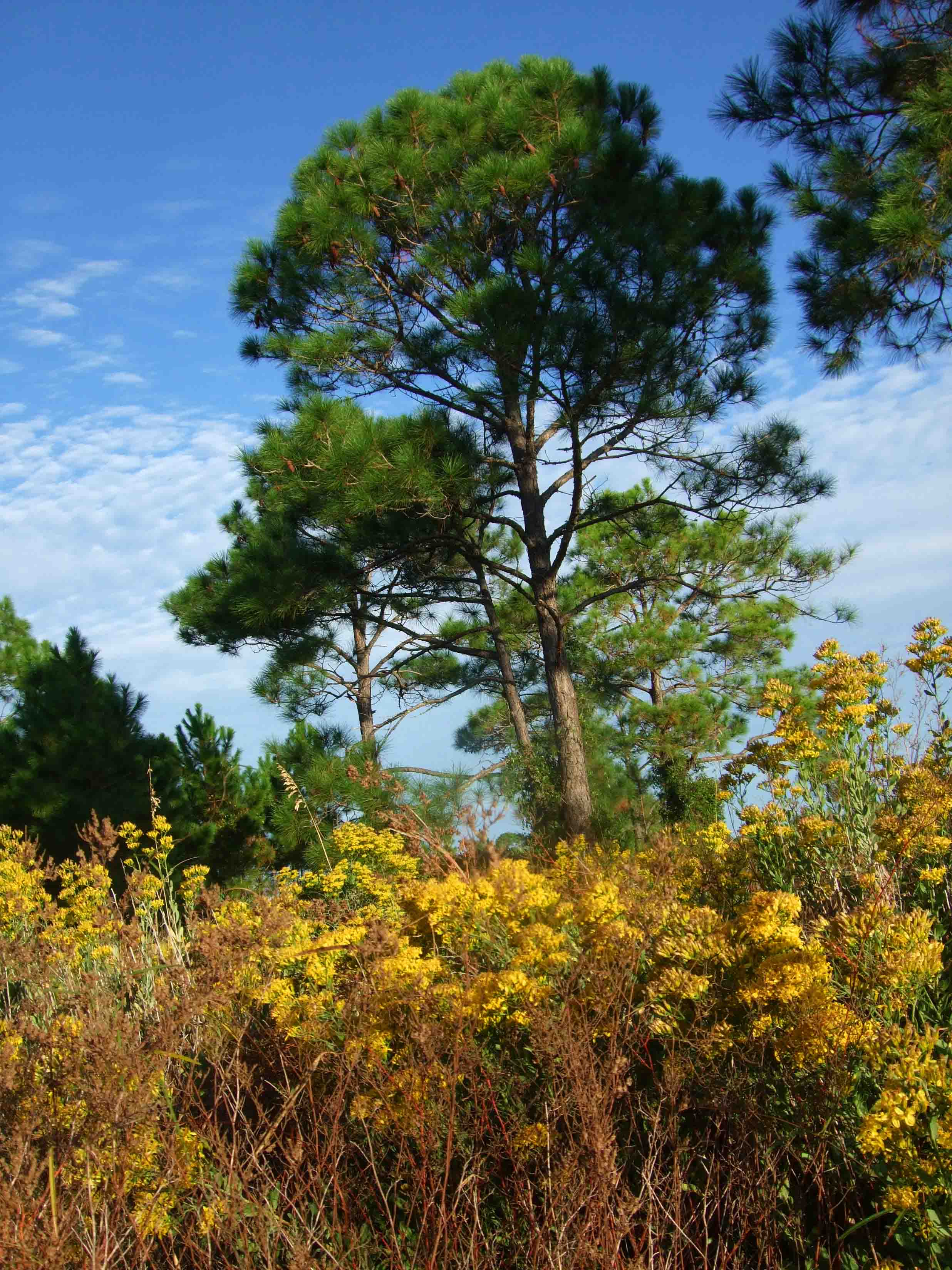 Fall in Mexico Beach