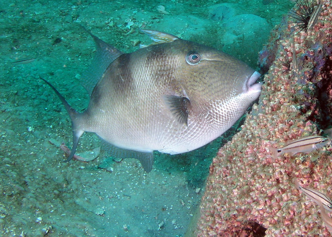 Triggerfish