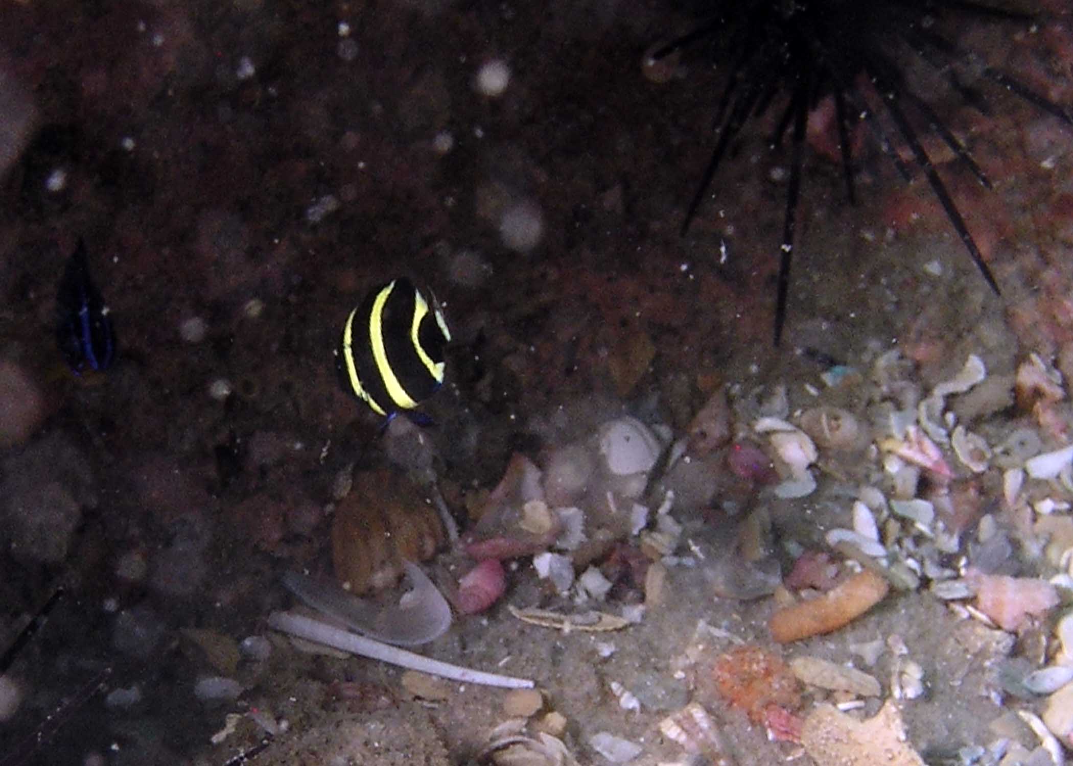 Juvenile French Angelfish