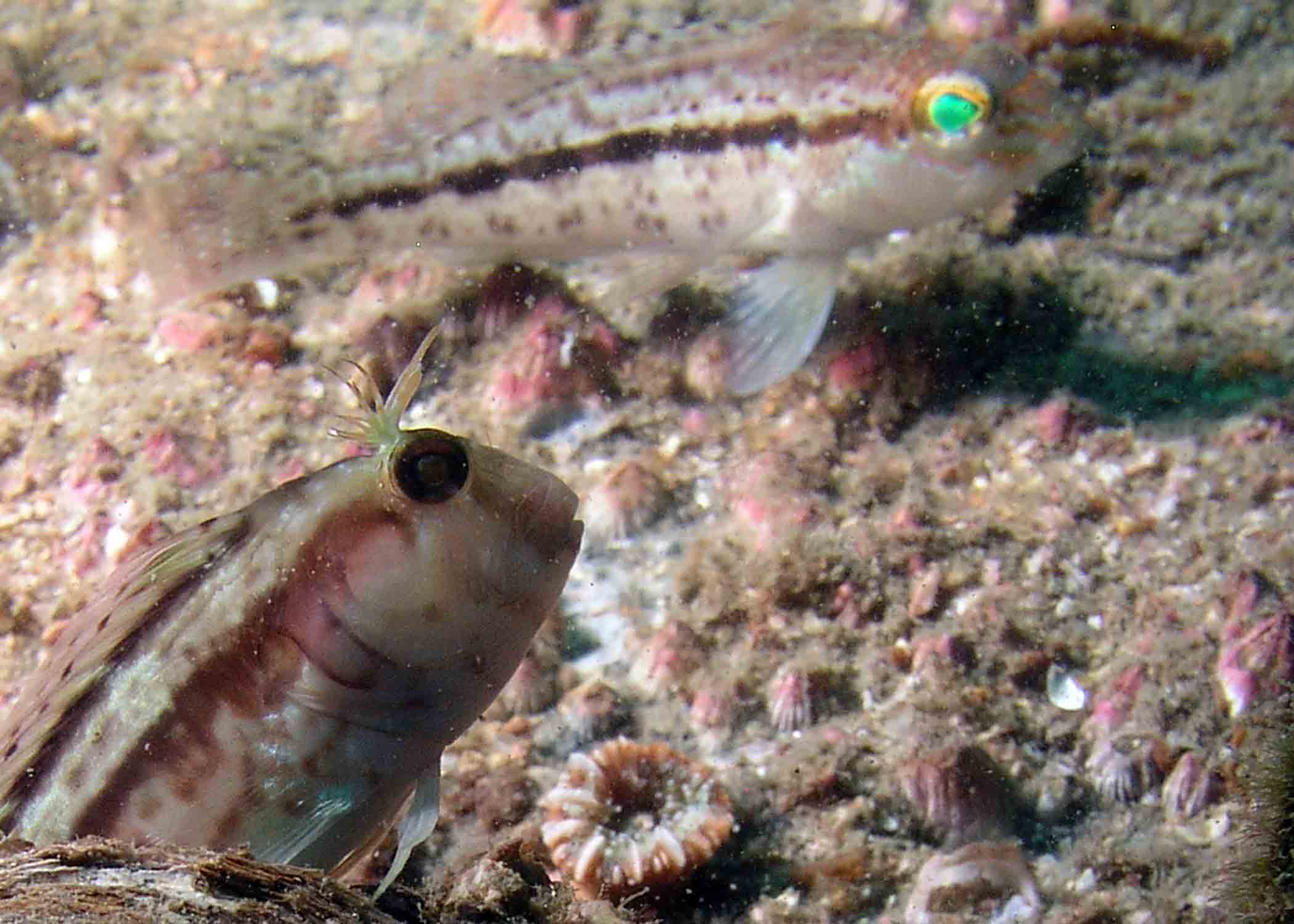 Blenny and Sea Bass