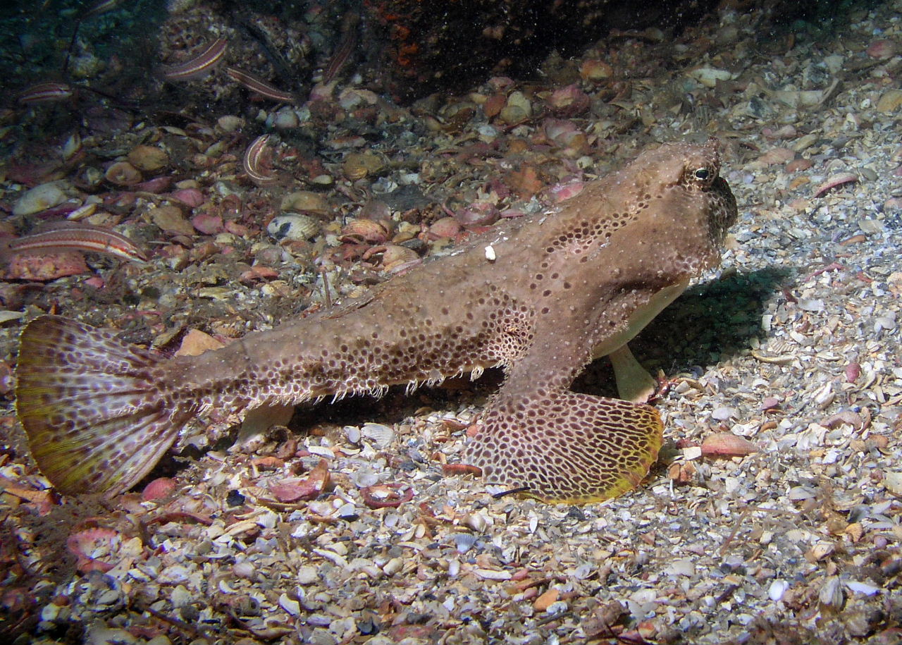 Polkadot Batfish